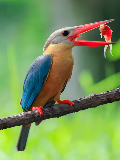 Kumana National Park