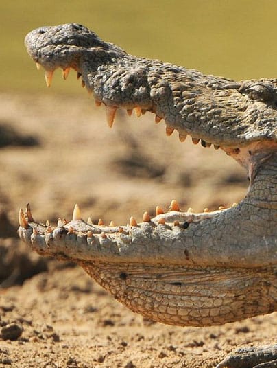 Reptiles and Amphibians destinations