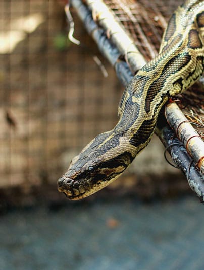 Snake Farm destinations