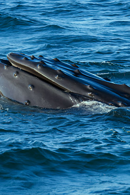 Sunbird Lanka Tours Mirissa Whale destination1_1