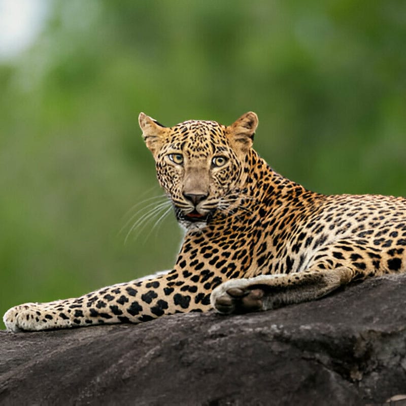 Sunbird lanka Tours Wilpattu NP