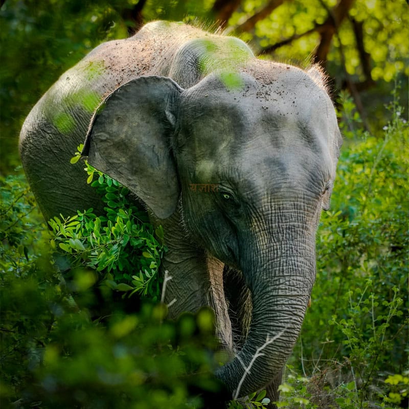 Sunbird lanka Tours Yala