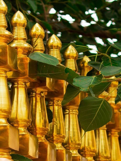 The Sacred Bodhi Tree