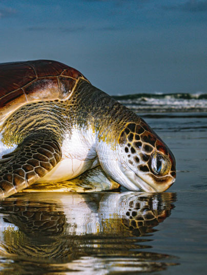 Turtle Watching destinations