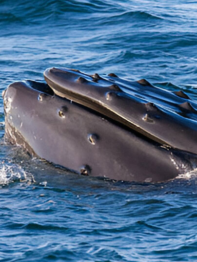 Whale Watching.destinations