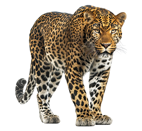 Shape Image