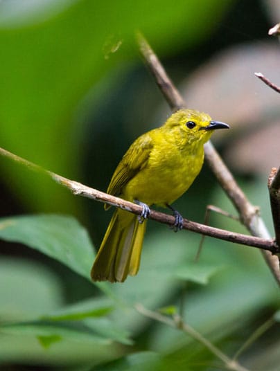 makandawa forest reserve destinations
