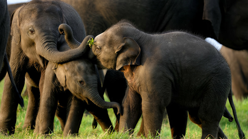 Elephant in Sri Lanka