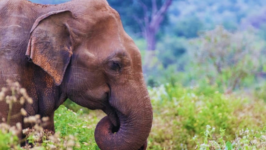 Big 07 Trvel News Sri Lanka 01