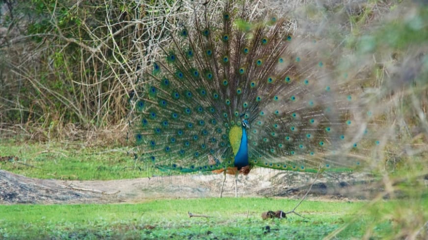 Big 07 Trvel News Sri Lanka 06
